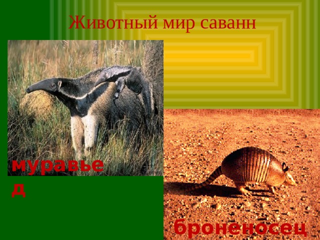 Животный мир саванн муравьед броненосец 