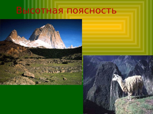 Высотная поясность 