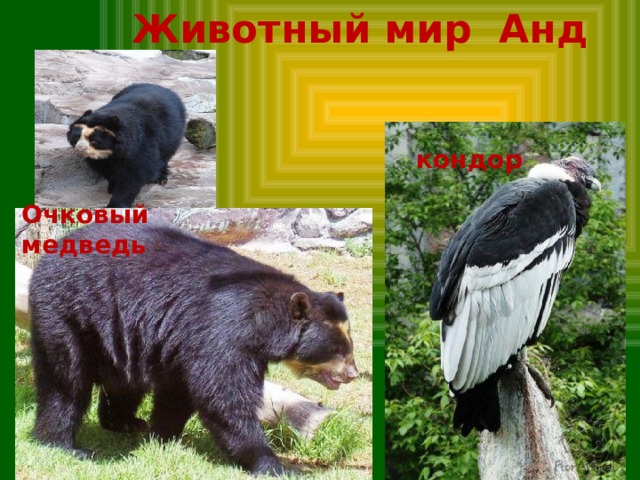 Животный мир Анд кондор Очковый медведь 