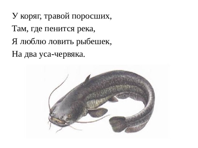 У коряг, травой поросших, Там, где пенится река, Я люблю ловить рыбешек, На два уса-червяка.