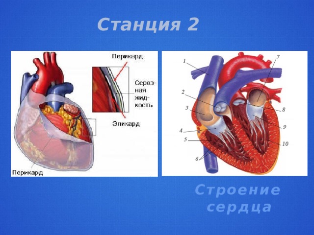 Станция 2 Строение сердца