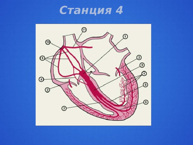 Станция 4