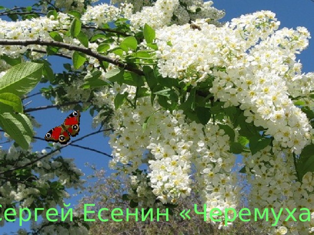  Сергей Есенин «Черемуха» 
