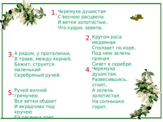 Черемуха душистая  С весною расцвела  И ветки золотистые,  Что кудри, завила. 1. Кругом роса медвяная  Сползает по коре,  Под нею зелень пряная  Сияет в серебре. 2. А рядом, у проталинки,  В траве, между корней,  Бежит, струится маленький  Серебряный ручей. 3. Черемуха душистая,  Развесившись, стоит,  А зелень золотистая  На солнышке горит. 4. Ручей волной гремучею  Все ветки обдает  И вкрадчиво под кручею  Ей песенки поет. 5. 