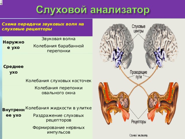 Схема передачи звуковых волн на слуховые рецепторы  Наружное ухо Звуковая волна Колебания барабанной перепонки Среднее ухо Колебания слуховых косточек Колебания перепонки овального окна Внутреннее ухо Колебания жидкости в улитке Раздражение слуховых рецепторов Формирование нервных импульсов 
