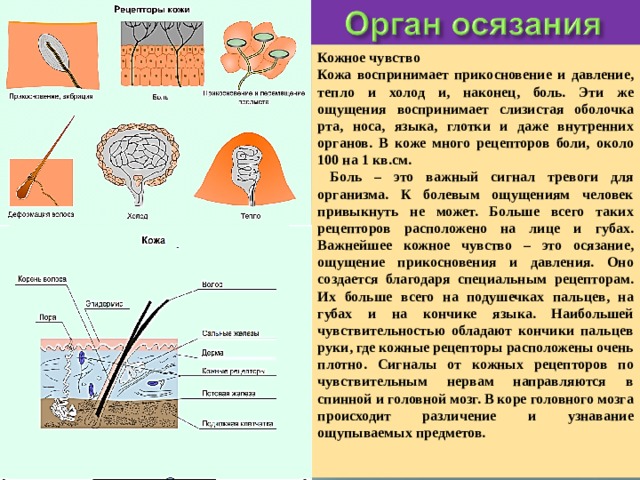Кожное чувство Кожа воспринимает прикосновение и давление, тепло и холод и, наконец, боль. Эти же ощущения воспринимает слизистая оболочка рта, носа, языка, глотки и даже внутренних органов. В коже много рецепторов боли, около 100 на 1 кв.см.  Боль – это важный сигнал тревоги для организма. К болевым ощущениям человек привыкнуть не может. Больше всего таких рецепторов расположено на лице и губах. Важнейшее кожное чувство – это осязание, ощущение прикосновения и давления. Оно создается благодаря специальным рецепторам. Их больше всего на подушечках пальцев, на губах и на кончике языка. Наибольшей чувствительностью обладают кончики пальцев руки, где кожные рецепторы расположены очень плотно. Сигналы от кожных рецепторов по чувствительным нервам направляются в спинной и головной мозг. В коре головного мозга происходит различение и узнавание ощупываемых предметов.   