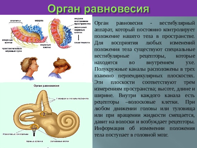 Орган равновесия - вестибулярный аппарат, который постоянно контролирует положение нашего тела в пространстве. Для восприятия любых изменений положения тела существуют специальные вестибулярные рецепторы, которые находятся во внутреннем ухе. Полукружные каналы расположены в трех взаимно перпендикулярных плоскостях. Эти плоскости соответствуют трем измерениям пространства; высоте, длине и ширине. Внутри каждого канала есть рецепторы –волосковые клетки. При любом движении головы или туловища или при вращении жидкости смещается, давит на волоски и возбуждает рецепторы. Информация об изменении положения тела поступает в головной мозг. 