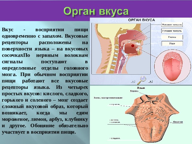 Вкус - восприятии пищи одновременно с запахом. Вкусовые рецепторы расположены на поверхности языка – на вкусовых сосочкахПо нервным волокнам сигналы поступают в определенные отделы головного мозга. При обычном восприятии пищи работают все вкусовые рецепторы языка. Из четырех простых вкусов: кислого, сладкого, горького и соленого – мозг создает сложный вкусовой образ, который возникает, когда мы едим мороженое, лимон, арбуз, клубнику и другое. Обоняние обязательно участвует в восприятии пищи. 