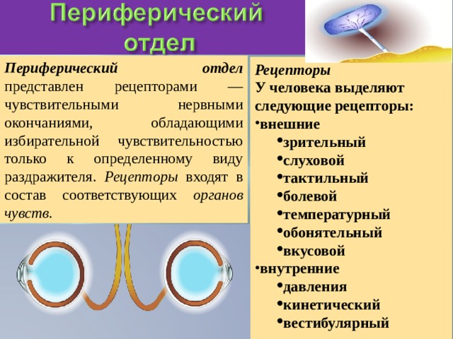 Периферический отдел  представлен рецепторами —чувствительными нервными окончаниями, обладающими избирательной чувствительностью только к определенному виду раздражителя. Рецепторы входят в состав соответствующих органов чувств.  Рецепторы У человека выделяют следующие рецепторы: внешние зрительный слуховой тактильный болевой температурный обонятельный вкусовой зрительный слуховой тактильный болевой температурный обонятельный вкусовой внутренние давления кинетический вестибулярный давления кинетический вестибулярный  