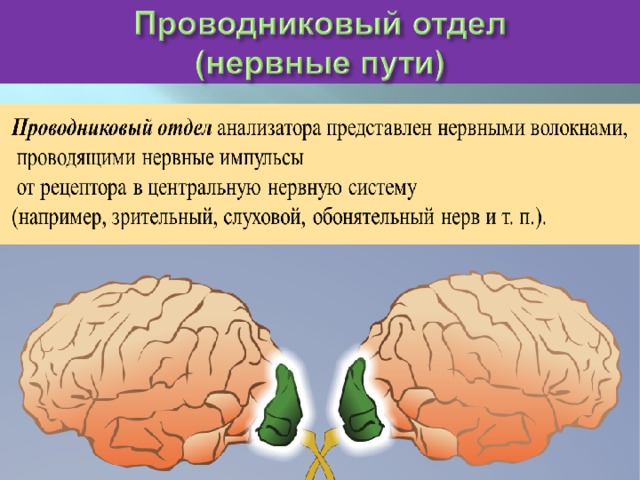 Центральный отдел анализатора — это определенный участок коры головного мозга, где происходит анализ и синтез поступившей сенсорной информации и преобразование ее  в специфическое ощущение (зрительное, обонятельное и т. д.).  