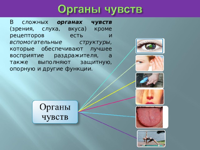 В сложных органах чувств (зрения, слуха, вкуса) кроме рецепторов есть и вспомогательные структуры, которые обеспечивают лучшее восприятие раздражителя, а также выполняют защитную, опорную и другие функции. 