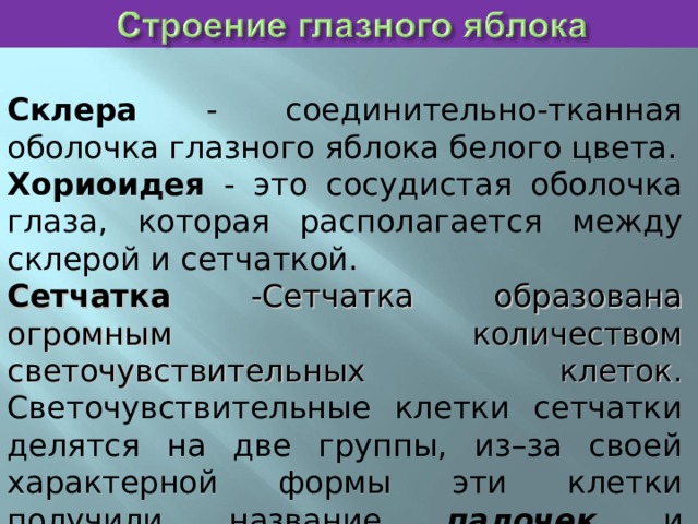 Склера - соединительно-тканная оболочка глазного яблока белого цвета. Хориоидея - это сосудистая оболочка глаза, которая располагается между склерой и сетчаткой. Сетчатка -Сетчатка образована огромным количеством светочувствительных клеток. Светочувствительные клетки сетчатки делятся на две группы, из–за своей характерной формы эти клетки получили название палочек и колбочек . 