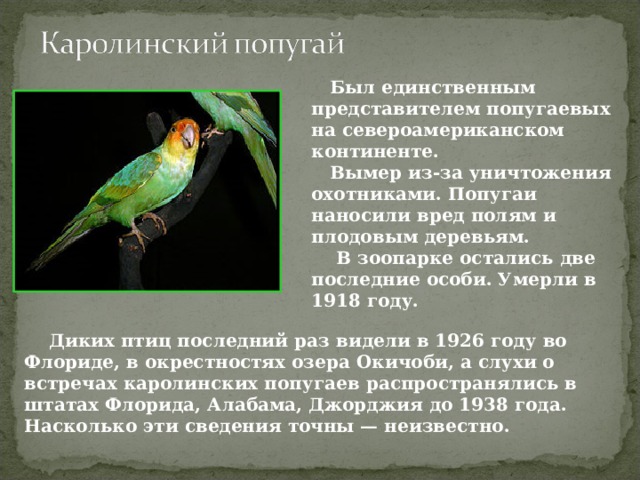 Был единственным представителем попугаевых на североамериканском континенте. Вымер из-за уничтожения охотниками. Попугаи наносили вред полям и плодовым деревьям.  В зоопарке остались две последние особи. Умерли в 1918 году. Диких птиц последний раз видели в 1926 году во Флориде, в окрестностях озера Окичоби, а слухи о встречах каролинских попугаев распространялись в штатах Флорида, Алабама, Джорджия до 1938 года. Насколько эти сведения точны — неизвестно. 