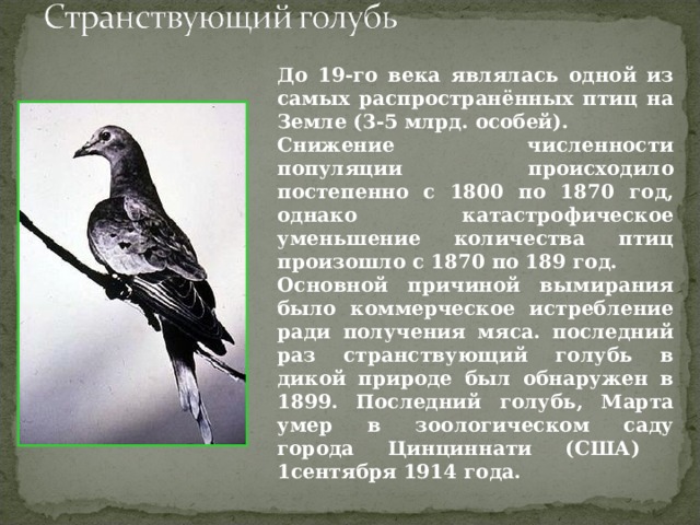 До 19-го века являлась одной из самых распространённых птиц на Земле (3-5 млрд. особей). Снижение численности популяции происходило постепенно с 1800 по 1870 год, однако катастрофическое уменьшение количества птиц произошло с 1870 по 189 год. Основной причиной вымирания было коммерческое истребление ради получения мяса. последний раз странствующий голубь в дикой природе был обнаружен в 1899. Последний голубь, Марта умер в зоологическом саду города Цинциннати (США) 1сентября 1914 года. 