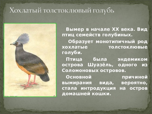 Вымер в начале XX века. Вид птиц семейств голубиных.  Образует монотипичный род хохлатые толстоклювые голуби. Птица была эндемиком острова Шуазёль, одного из Соломоновых островов. Основной причиной вымирания вида, вероятно, стала интродукция на остров домашней кошки. 
