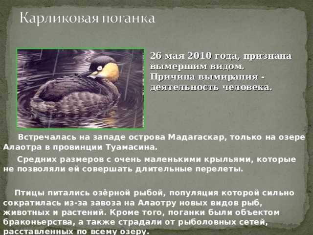 26 мая 2010 года, признана вымершим видом. Причина вымирания - деятельность человека.  Встречалась на западе острова Мадагаскар, только на озере Алаотра в провинции Туамасина.  Средних размеров с очень маленькими крыльями, которые не позволяли ей совершать длительные перелеты.  Птицы питались озёрной рыбой, популяция которой сильно сократилась из-за завоза на Алаотру новых видов рыб, животных и растений. Кроме того, поганки были объектом браконьерства, а также страдали от рыболовных сетей, расставленных по всему озеру. 