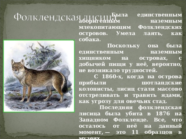  Была единственным аборигенным наземным млекопитающим Фолклендских островов. Умела лаять, как собака.  Поскольку она была единственным наземным хищником на островах, с добычей пищи у неё, вероятно, не возникало трудностей.  С 1860-х, когда на острова прибыли шотландские колонисты, лисиц стали массово отстреливать и травить ядами, как угрозу для овечьих стад.  Последняя фолклендская лисица была убита в 1876 на Западном Фолкленде. Все, что осталось от неё на данный момент, — это 11 образцов в музеях . 