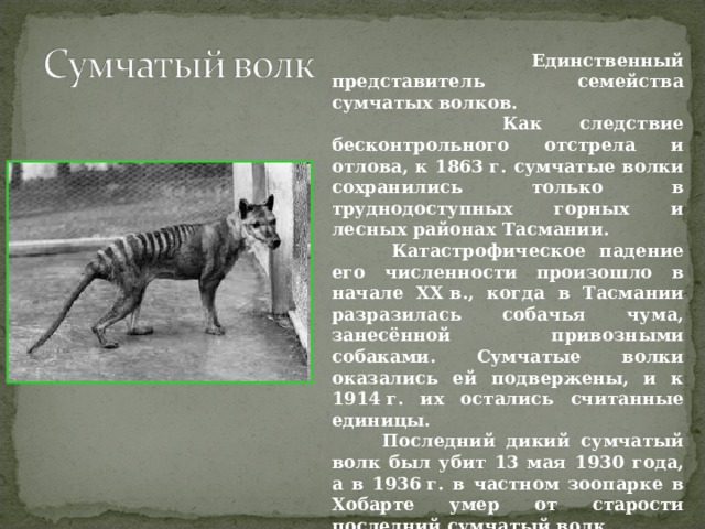  Единственный представитель семейства сумчатых волков.  Как следствие бесконтрольного отстрела и отлова, к 1863 г. сумчатые волки сохранились только в труднодоступных горных и лесных районах Тасмании.  Катастрофическое падение его численности произошло в начале XX в., когда в Тасмании разразилась собачья чума, занесённой привозными собаками. Сумчатые волки оказались ей подвержены, и к 1914 г. их остались считанные единицы.  Последний дикий сумчатый волк был убит 13 мая 1930 года, а в 1936 г. в частном зоопарке в Хобарте умер от старости последний сумчатый волк. 