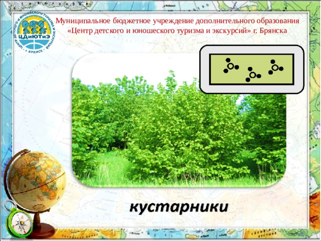 Муниципальное бюджетное учреждение дополнительного образования «Центр детского и юношеского туризма и экскурсий» г. Брянска 