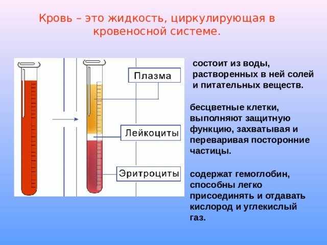 Кровь – это жидкость, циркулирующая в кровеносной системе. состоит из воды, растворенных в ней солей и питательных веществ. бесцветные клетки, выполняют защитную функцию, захватывая и переваривая посторонние частицы. содержат гемоглобин, способны легко присоединять и отдавать кислород и углекислый газ. 