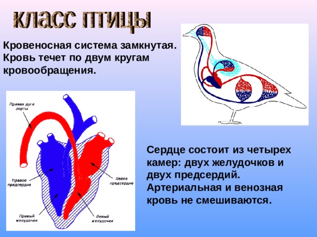 Кровеносная система замкнутая. Кровь течет по двум кругам кровообращения. Сердце состоит из четырех камер: двух желудочков и двух предсердий. Артериальная и венозная кровь не смешиваются. 