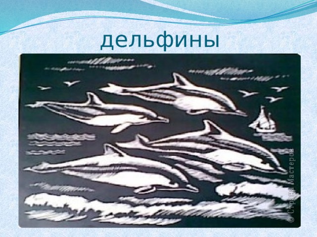 дельфины 