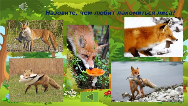 Назовите, чем любит лакомиться лиса? 