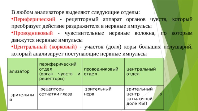 В любом анализаторе выделяют следующие отделы: Периферический - рецепторный аппарат органов чувств, который преобразует действие раздражителя в нервные импульсы Проводниковый - чувствительные нервные волокна, по которым движутся нервные импульсы Центральный (корковый) - участок (доля) коры больших полушарий, который анализирует поступающие нервные импульсы ализатор периферический отдел   зрительный проводниковый отдел (орган чувств и рецепторы)   рецепторы сетчатки глаза центральный отдел   зрительный нерв зрительный центр в затылочной доле КБП 