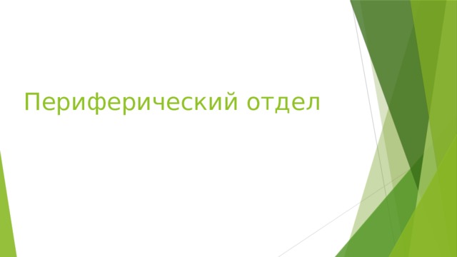 Периферический отдел 