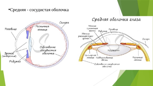 Средняя - сосудистая оболочка 