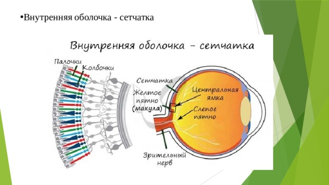Внутренняя оболочка - сетчатка 