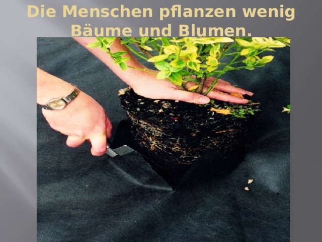 Die Menschen pflanzen wenig Bäume und Blumen. 