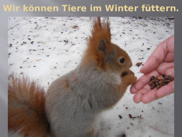 Wir können Tiere im Winter füttern. 