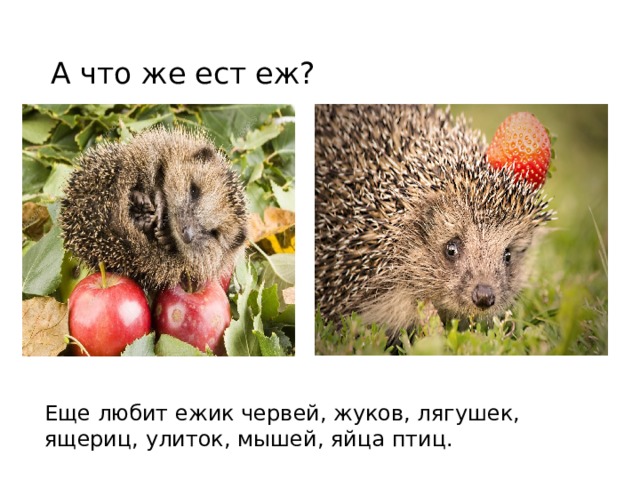А что же ест еж? Еще любит ежик червей, жуков, лягушек, ящериц, улиток, мышей, яйца птиц. 