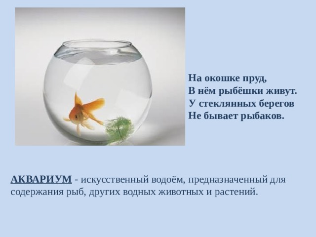 На окошке пруд,  В нём рыбёшки живут.  У стеклянных берегов  Не бывает рыбаков.           АКВАРИУМ - искусственный водоём, предназначенный для содержания рыб, других водных животных и растений. 