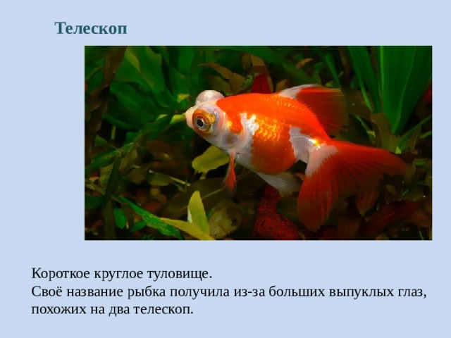 Телескоп Короткое круглое туловище. Своё название рыбка получила из-за больших выпуклых глаз, похожих на два телескоп. 