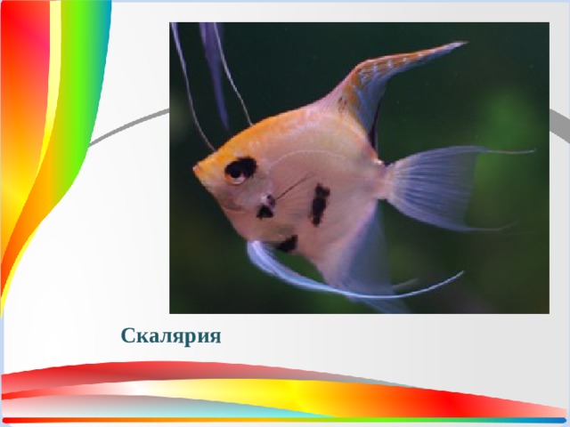 Скалярия 