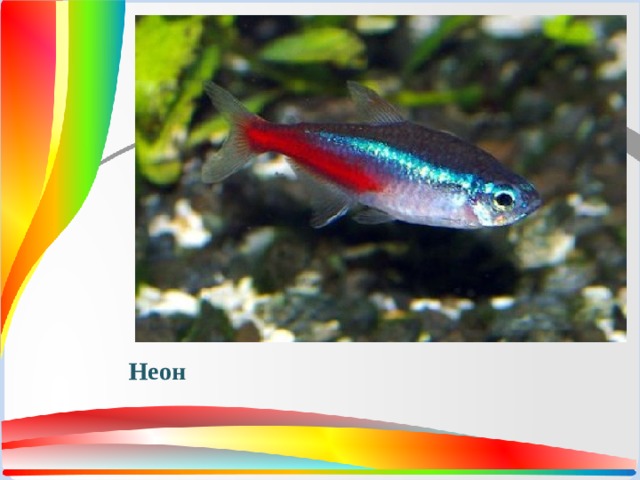 Неон 