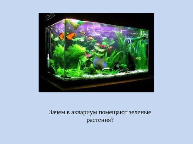 Зачем в аквариум помещают зеленые растения? 