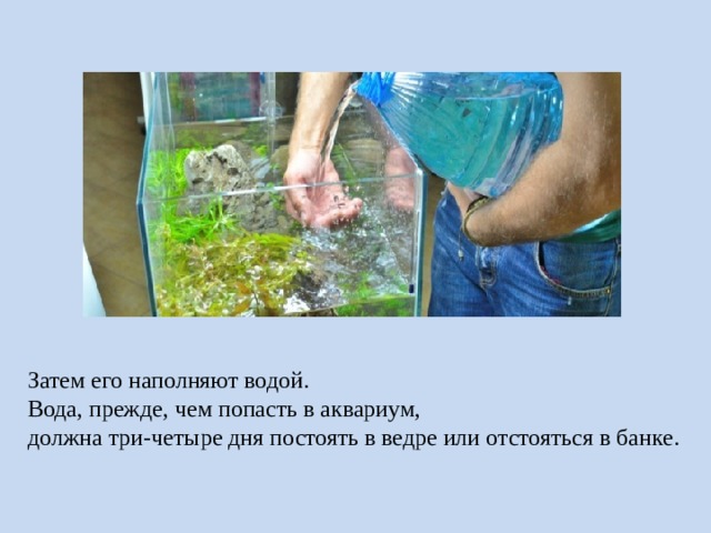 Затем его наполняют водой. Вода, прежде, чем попасть в аквариум, должна три-четыре дня постоять в ведре или отстояться в банке. 