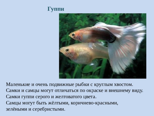 Гуппи Маленькие и очень подвижные рыбки с круглым хвостом. Самки и самцы могут отличаться по окраске и внешнему виду. Самки гуппи серого и желтоватого цвета. Самцы могут быть жёлтыми, коричнево-красными, зелёными и серебристыми. 
