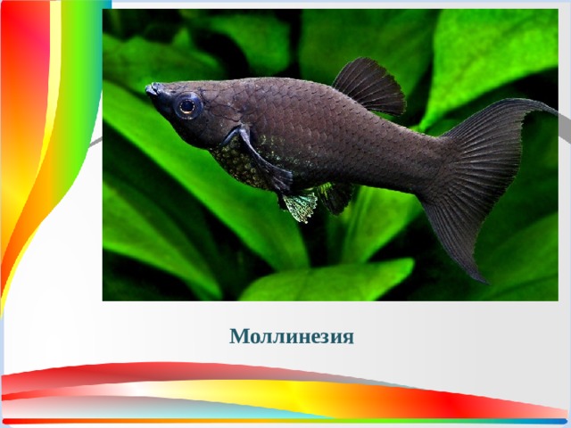 Моллинезия 