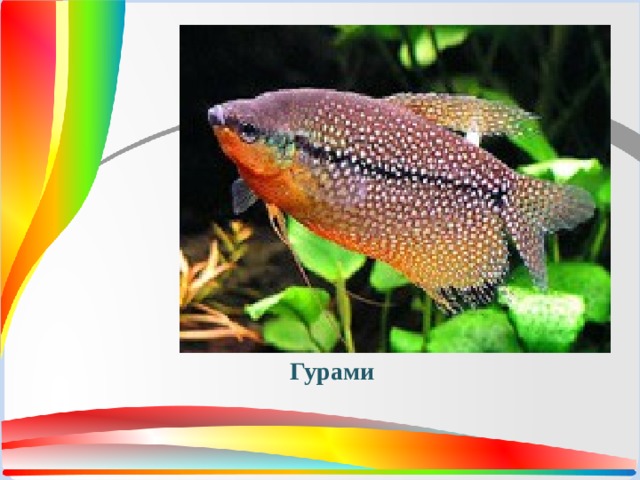 Гурами 