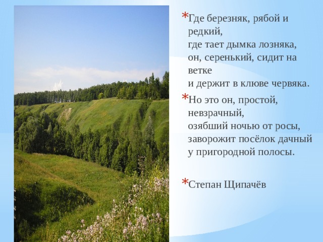Где березняк, рябой и редкий,  где тает дымка лозняка,  он, серенький, сидит на ветке  и держит в клюве червяка. Но это он, простой, невзрачный,  озябший ночью от росы,  заворожит посёлок дачный  у пригородной полосы. Степан Щипачёв 
