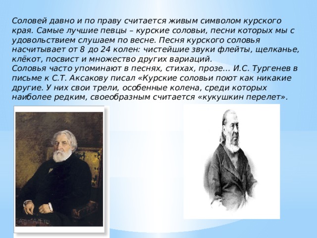 Соловей давно и по праву считается живым символом курского края. Самые лучшие певцы – курские соловьи, песни которых мы с удовольствием слушаем по весне. Песня курского соловья насчитывает от 8 до 24 колен: чистейшие звуки флейты, щелканье, клёкот, посвист и множество других вариаций. Соловья часто упоминают в песнях, стихах, прозе… И.С. Тургенев в письме к С.Т. Аксакову писал «Курские соловьи поют как никакие другие. У них свои трели, особенные колена, среди которых наиболее редким, своеобразным считается «кукушкин перелет». 