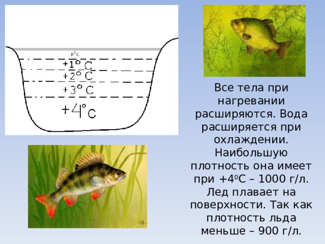Все тела при нагревании расширяются. Вода расширяется при охлаждении. Наибольшую плотность она имеет при +4 0 С – 1000 г/л. Лед плавает на поверхности. Так как плотность льда меньше – 900 г/л. 