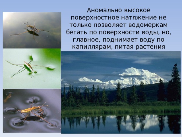 Аномально высокое поверхностное натяжение не только позволяет водомеркам бегать по поверхности воды, но, главное, поднимает воду по капиллярам, питая растения 