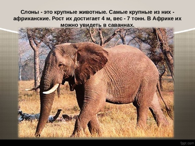 Слоны - это крупные животные. Самые крупные из них - африканские. Рост их достигает 4 м, вес - 7 тонн. В Африке их можно увидеть в саваннах. 