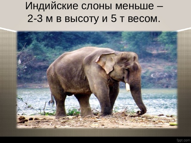 Индийские слоны меньше –  2-3 м в высоту и 5 т весом.   