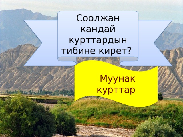 Соолжан кандай курттардын тибине кирет?  Муунак курттар 
